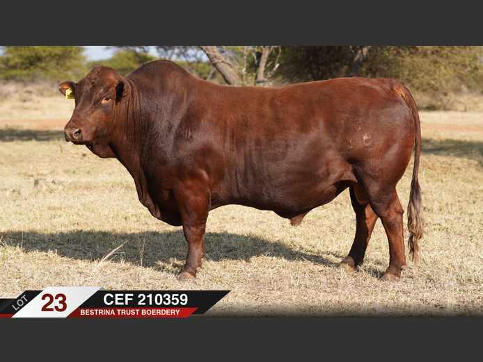 CEF210359 |  BESTRINA TRUST BOERDERY