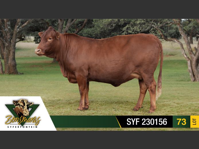 SYF 230156 | SYFERFONTEIN BOERDERY
