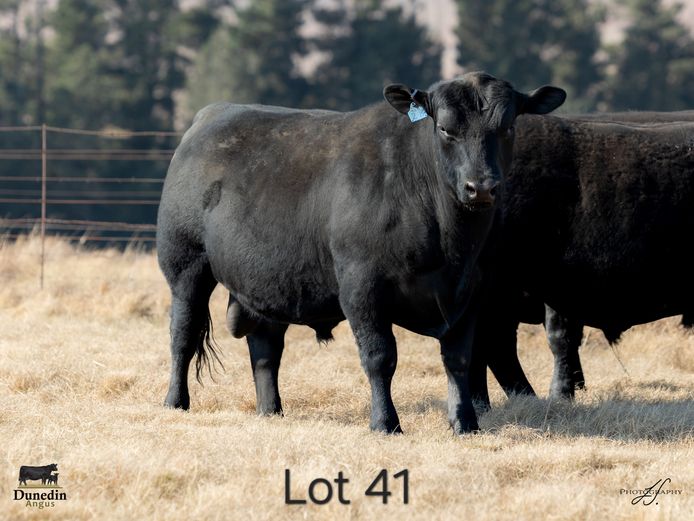 KCM 230028 | TABLE HILL FARMING PTY LTD