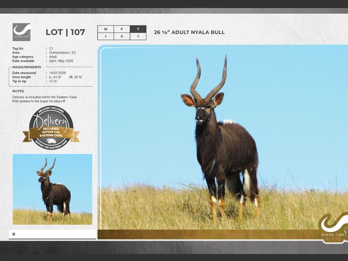 Nyala | Woody Cape Wildlife (Pty) Ltd