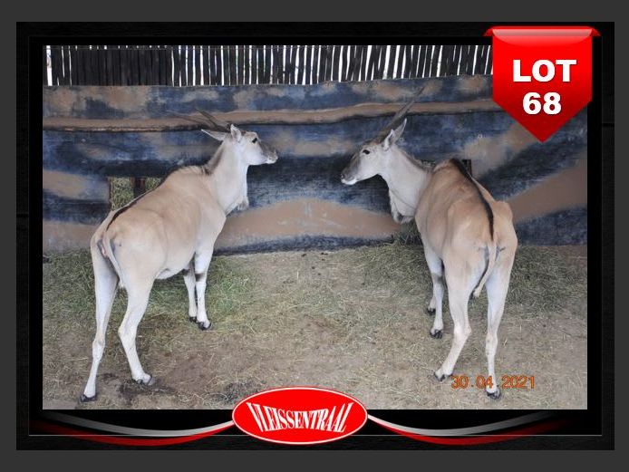 ELAND