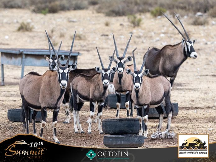 Saddleback Split Oryx females