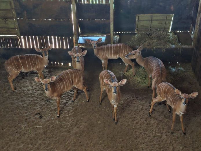 NYALA | WATERBERG GAME
