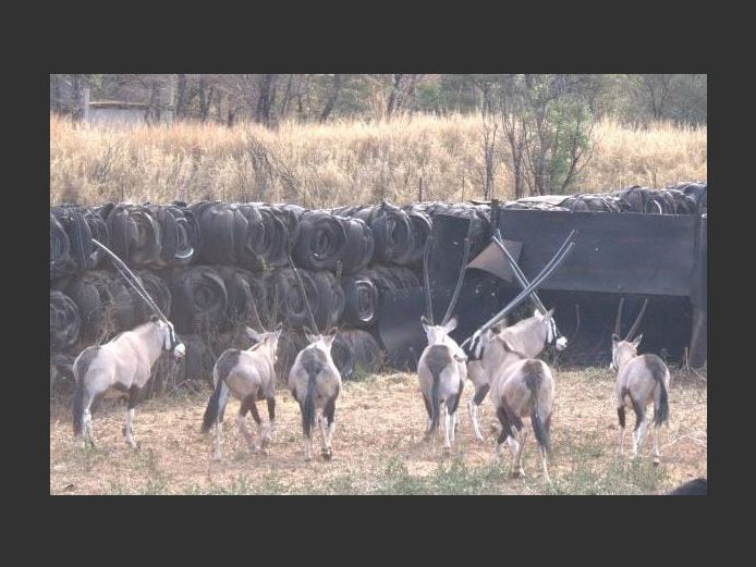 GEMSBOKKE