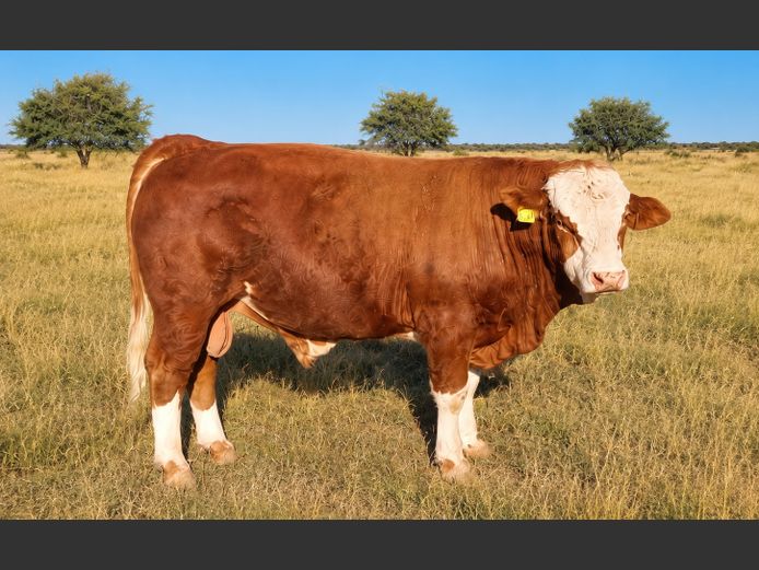 TJM2331 | WILSIM SIMMENTALER