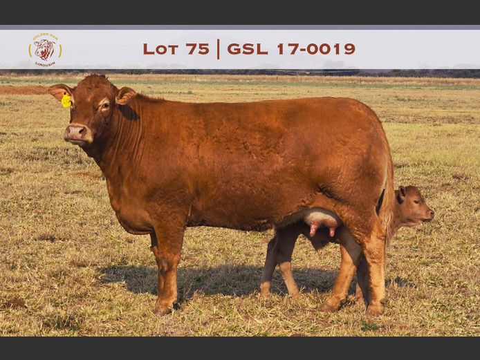 17-0019GSL | GOLDEN-SUN LIMOUSINES