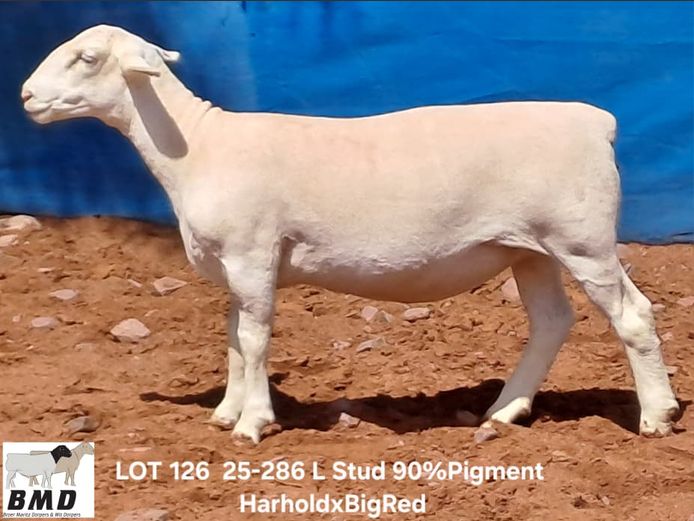 25-286 | BROER MARITZ DORPERS