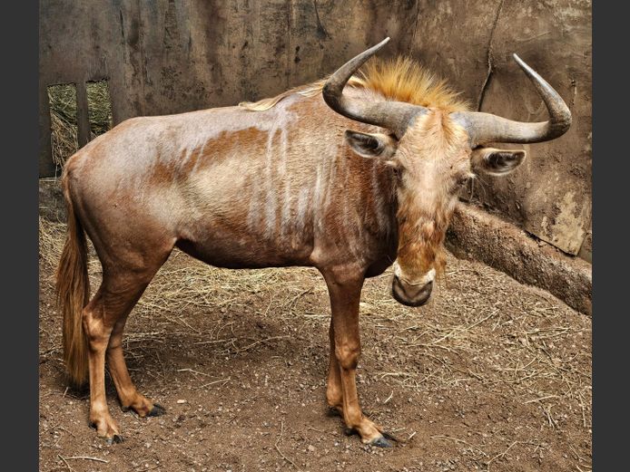 GOUE WILDEBEES | RDB SAFARIS