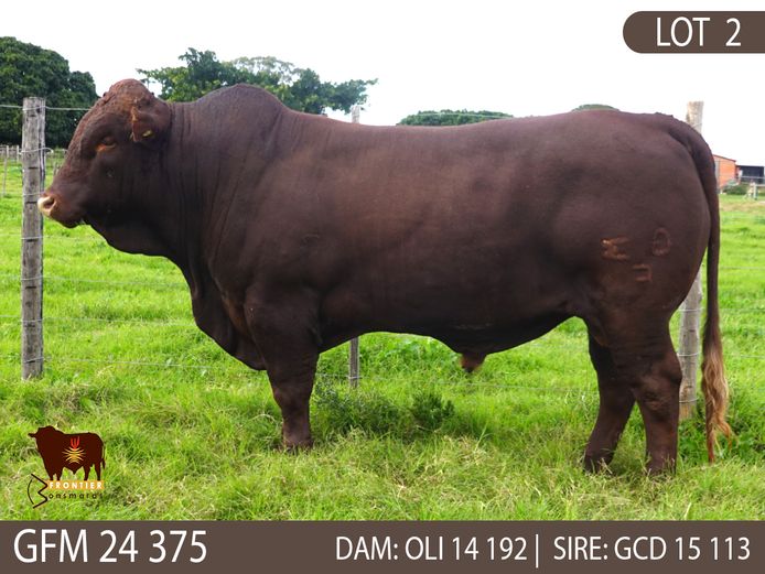 GFM 240375 | MEYER BONSMARAS