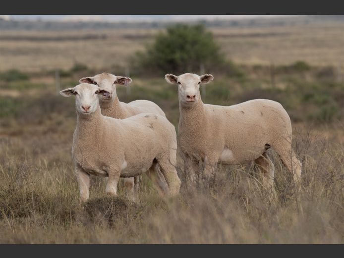 DZ 250227 | 2 STEYNS BOERDERY