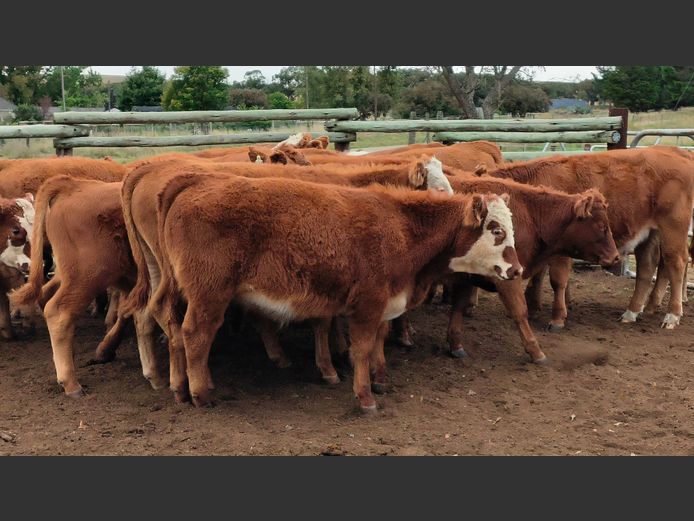 Commercial Animals | D.H. Currie Farming Trust