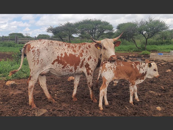 BN 230799 | BOTHMA NGUNIS