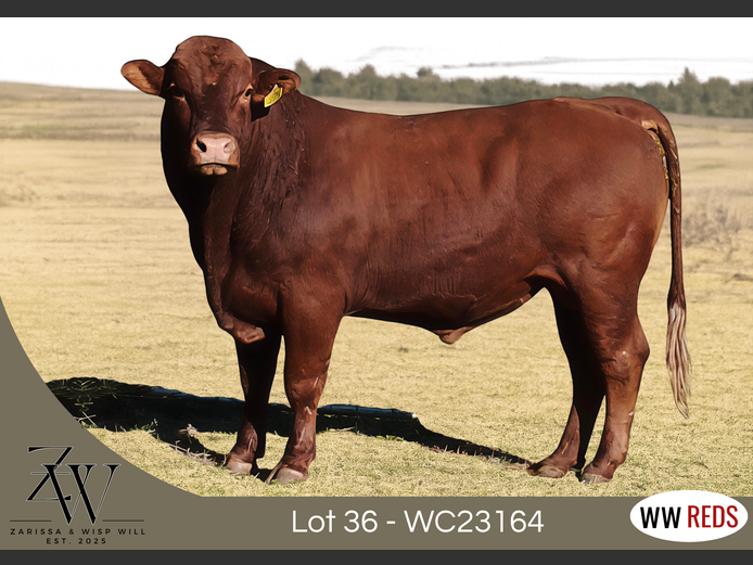 WC23164 | WISP WILL REDS