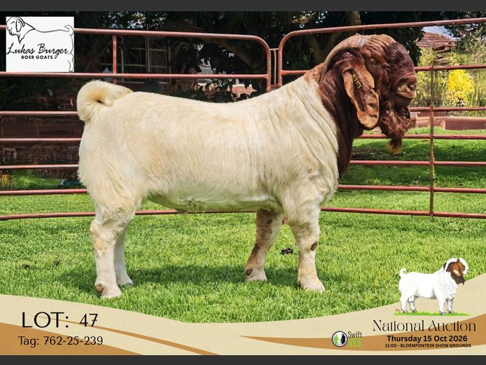 762-25-0239 | Lukas Burger Stoet