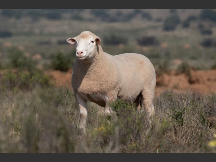 DZ240240 | 2 STEYNS BOERDERY