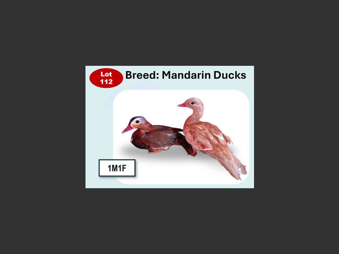 MANDARIN DUCKS | ANNUAL MYTILUS AND ELOFF