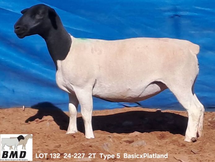 24-227 | BROER MARITZ DORPERS