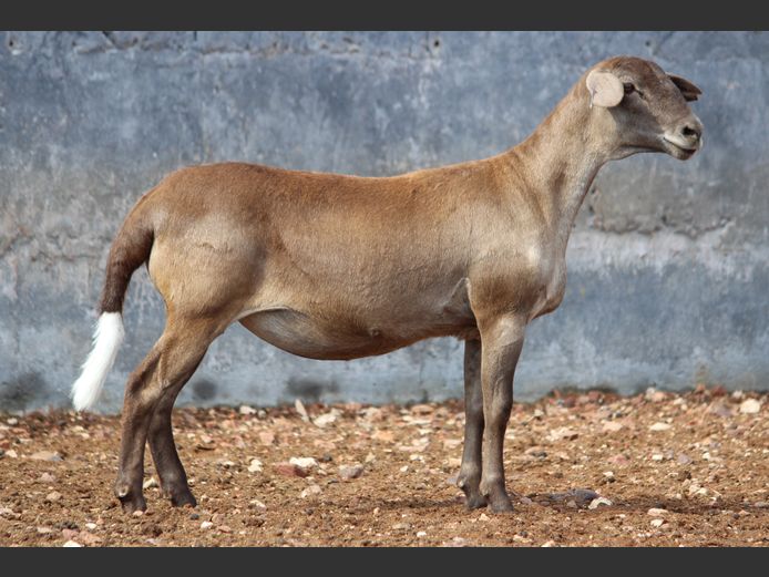 CRL 24.672 | Riaan Liebernberg - Hanri Meatmasters