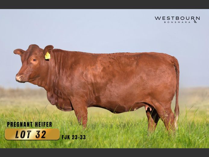FJK230033 | WESTBOURN BONSMARAS