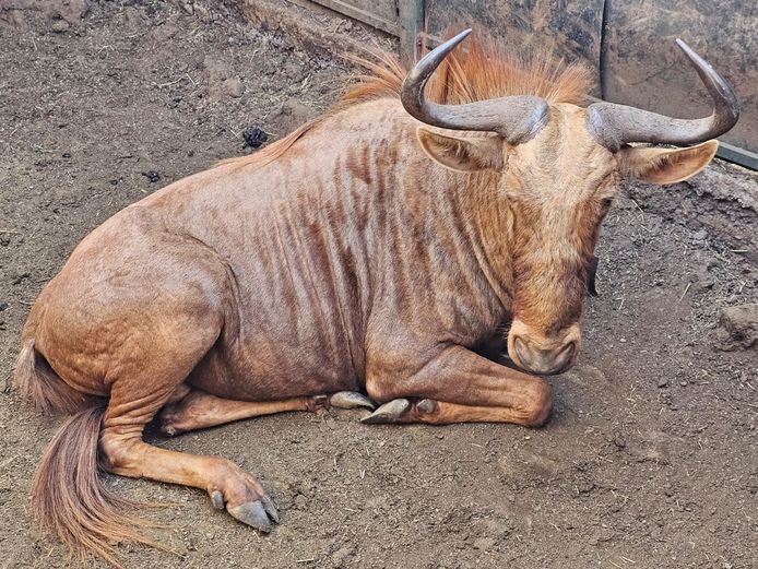 GOUE WILDEBEES | ZWARTKLOOF