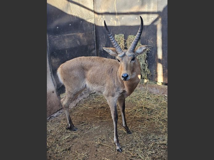 RIETBOK | VISSER WILD