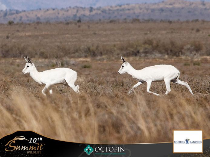 White Springbok Group