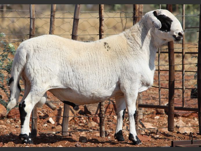CRL 24.243 | Riaan Liebenberg - Hanri Meatmasters, Upington