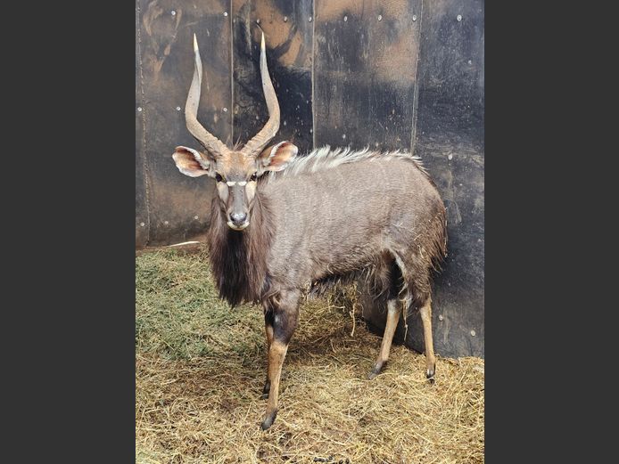 NYALA | MABALINGWE