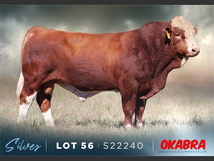 S22240 | OKASIM SIMMENTALERS