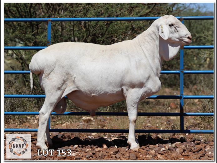 34 24 0306 | LOUIS VAN RENSBURG, H/A LEEUPUT TRUST