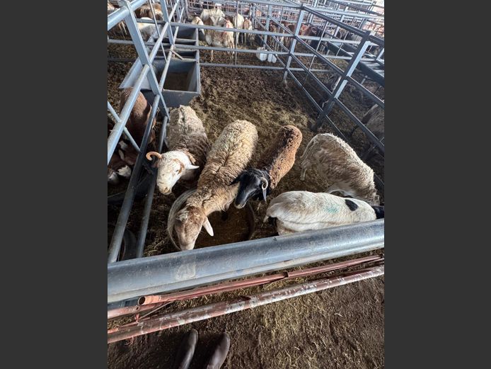 MEATMASTER | LOUMA BOERDERY