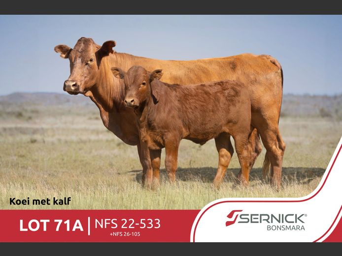NFS 220533 | SERNICK BONSMARA STOET