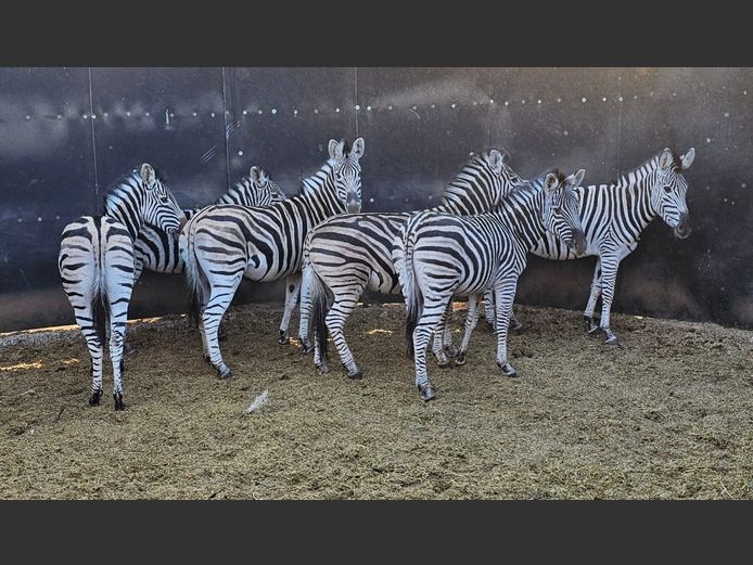 ZEBRA | MAS WILDLIFE