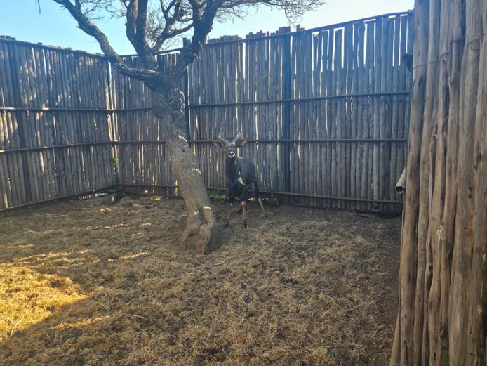 NJALA | ALESIA BOERDERY