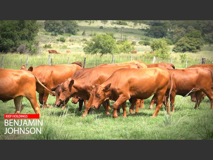 Commercial Female Animals -  Kiep Holdings - Vaalwater