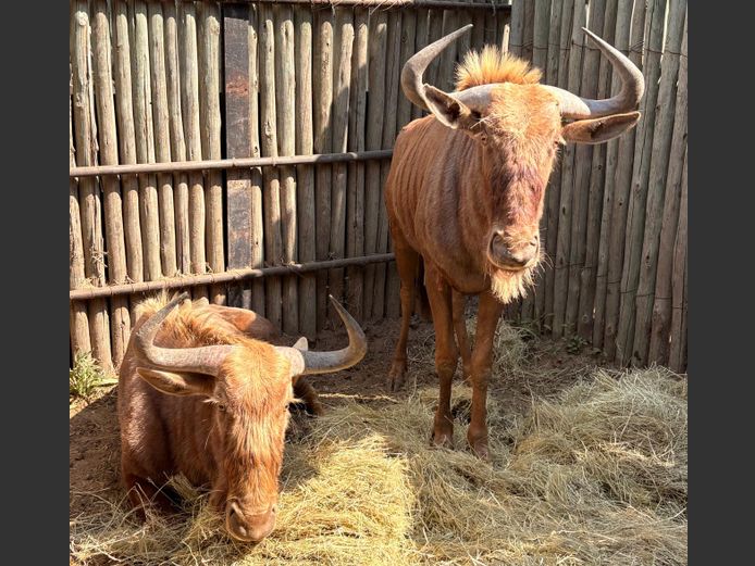 Goue Wildebees Bulle