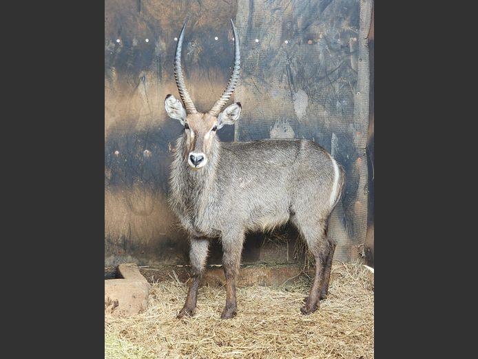 WATERBUCK | BIG HORN