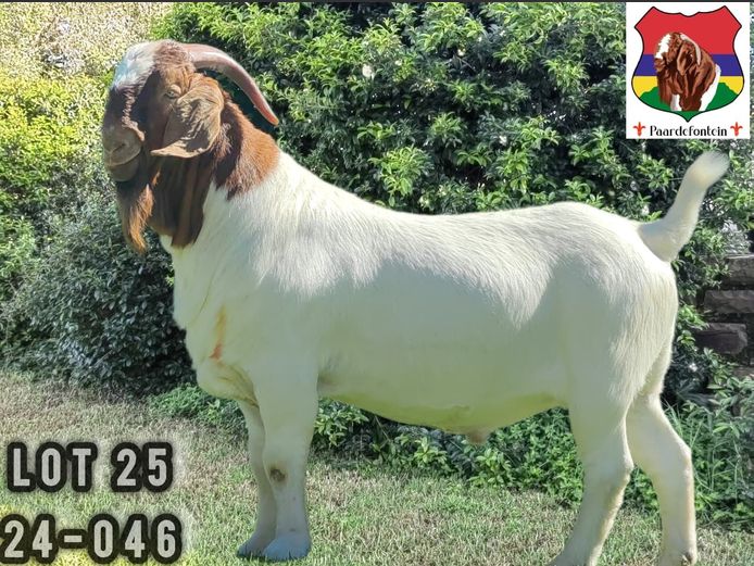 24-046  |  Stephanus Malan - Paardefontein