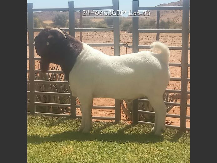 24-0003 GDM | AUKAM BOER GOATS