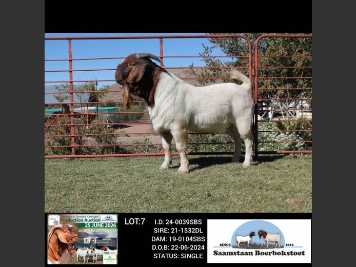 24-0092SBS | SAAMSTAAN BOERBOKSTOET