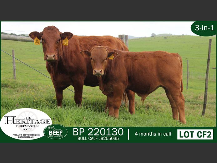 Commercial Animals | Just Beef