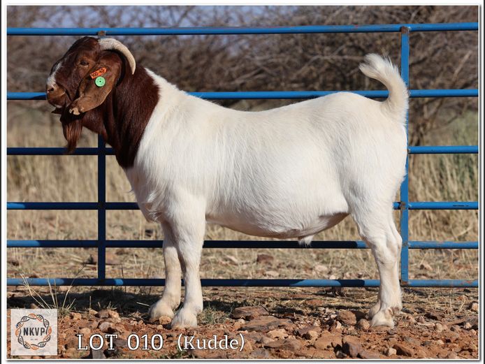 1093 24 0006 | DK BOERDERY