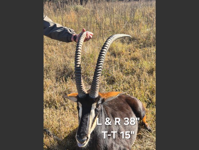 Sable