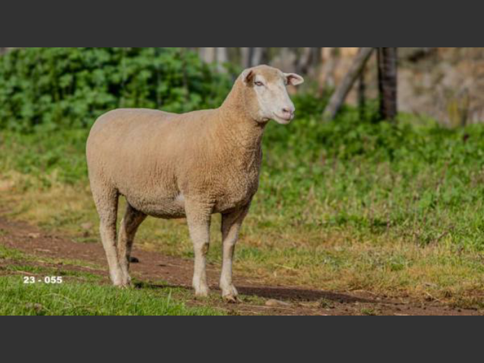 JT 230055 | REMKUIL BOERDERY (EDMS) BPK
