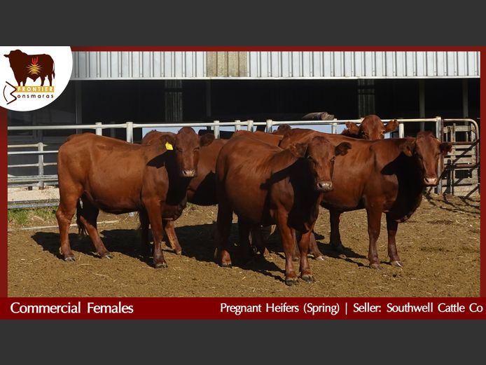 Commercial Animals | Southwell Cattle Company