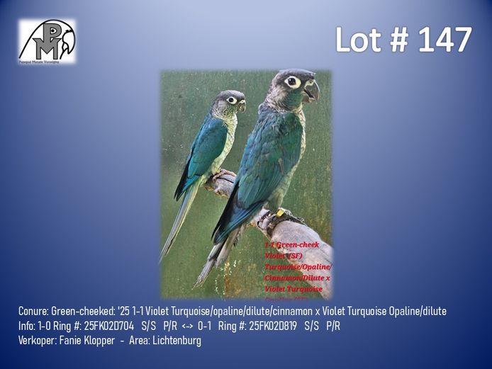 1-1 '25 Conure: Green-cheeked: Violet Turquoise/opaline/dilute/cinnamon x Violet Turquoise Opaline/dilute - Fanie Klopper