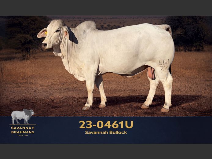 23-0461U | SAVANNAH BRAHMAN