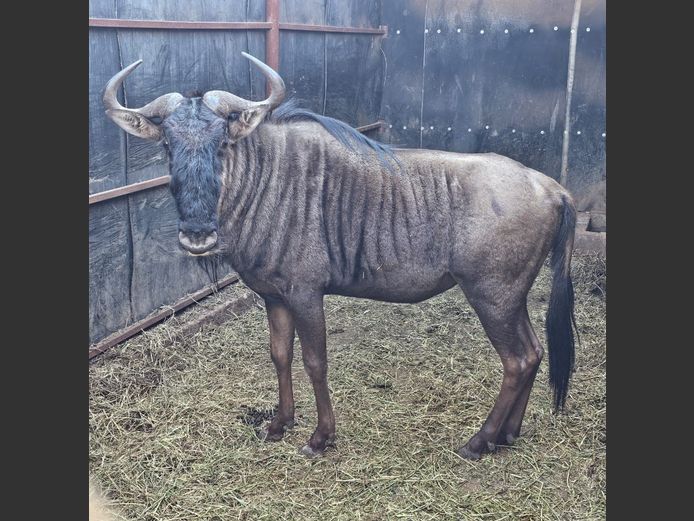 BLUE WILDEBEEST | AYLESHAM TRUST