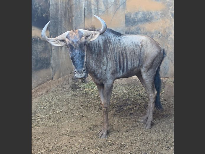BLOUWILDEBEES | BUFFELSPOORT