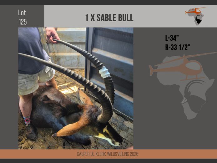 Sable (L-34" R-33 1/2")